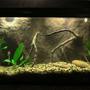 30 gallons freshwater fish tank (mostly fish and non-living decorations) - this is my 2nd 10gal tank which I had made a 3D background