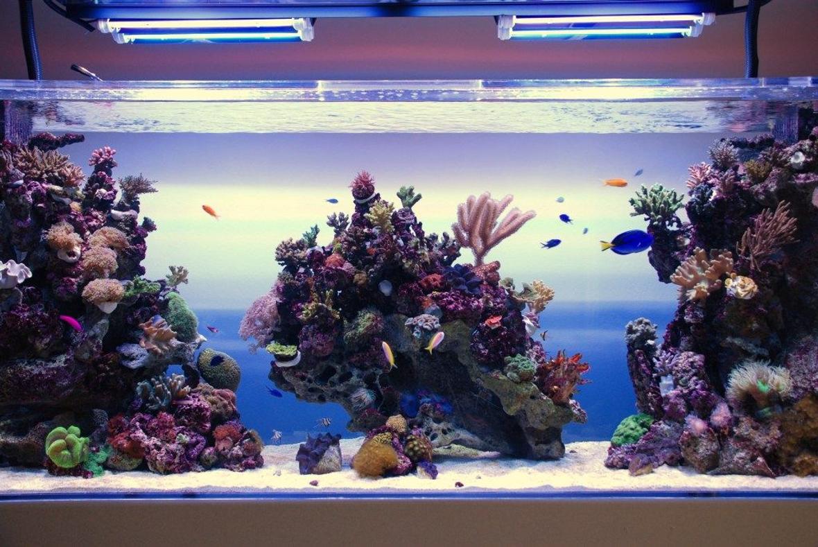 350 gallons reef tank (mostly live coral and fish) - Reef tank