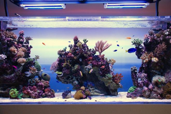 350 gallons reef tank (mostly live coral and fish) - Reef tank