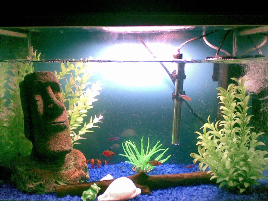 Rated #297: Freshwater Fish - Botia Macracantha - Clown Loach Stocking In 22 Gallons Tank - Gotta love the easter island head (Old filter shown)