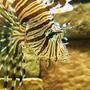 saltwater fish - dendrochirus zebra - dwarf/zebra lionfish stocking in 120 gallons tank - What should I name him?