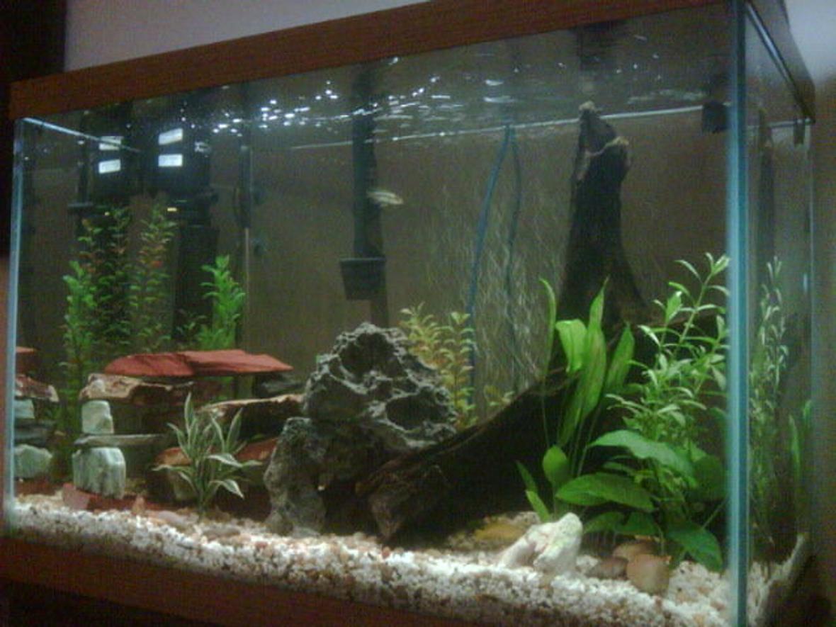 65 gallons freshwater fish tank (mostly fish and non-living decorations) - 65 gallon tall. thats where my babies live!