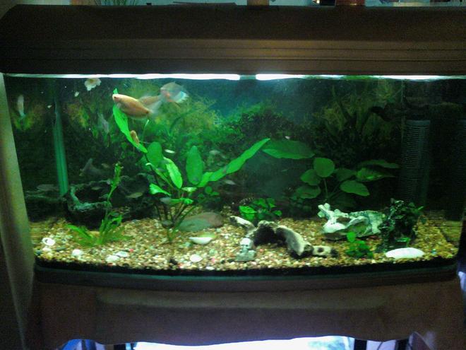 120 gallons freshwater fish tank (mostly fish and non-living decorations) - my 3 foot tank filled with plants rocks and driftwood,

fish =4 yellow tail acei's, gourami's,discus, electric bluefryy, common plecos, bristlenose catfish and cory doras and i think there is more i have most probly forgot some