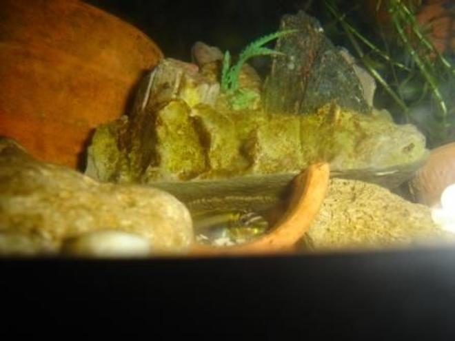 freshwater fish - pelvicachromis pulcher - kribensis cichlid stocking in 70 gallons tank - pluche maroc tanger