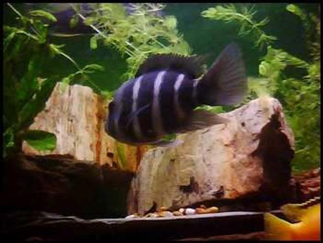 freshwater fish - cyphotilapia frontosa - frontosa cichlid stocking in 90 gallons tank - Frontosa