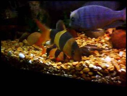 freshwater fish - botia macracantha - clown loach stocking in 90 gallons tank - My latest addition...A 6