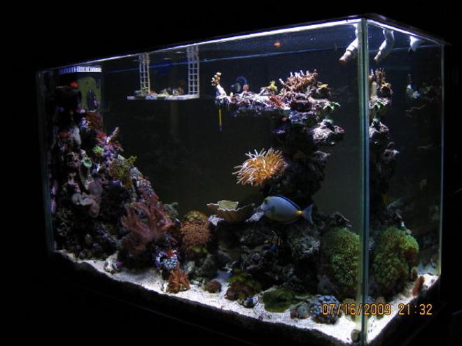 90 gallons reef tank (mostly live coral and fish) - Side view