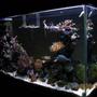 90 gallons reef tank (mostly live coral and fish) - Side view