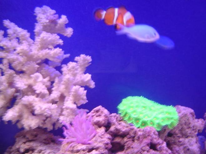 saltwater fish - chromis viridis - blue/green reef chromis stocking in 95 gallons tank - Clown fish