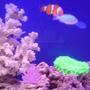 saltwater fish - chromis viridis - blue/green reef chromis stocking in 95 gallons tank - Clown fish