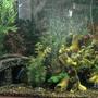 fish tank picture - Different angle of the tank