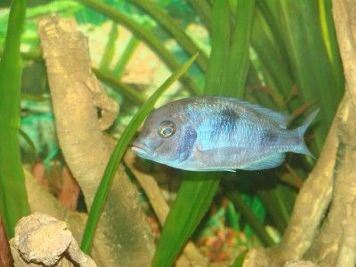 freshwater fish - cyrtocara moorii - blue dolphin cichlid stocking in 120 gallons tank - more fish