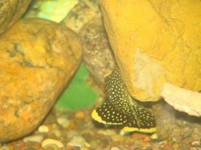 freshwater fish - baryancistrus sp. - gold nugget pleco (l-18) stocking in 120 gallons tank - golden nugget pleco
