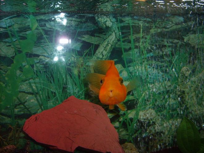 freshwater fish - heros severus x amphilophus citrinellum - blood parrot stocking in 55 gallons tank - large bright orange parrot fish..... say cheese!!!!!