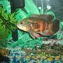 freshwater fish - astronotus ocellatus - tiger oscar stocking in 55 gallons tank - large oscar in a 40 gallon tank