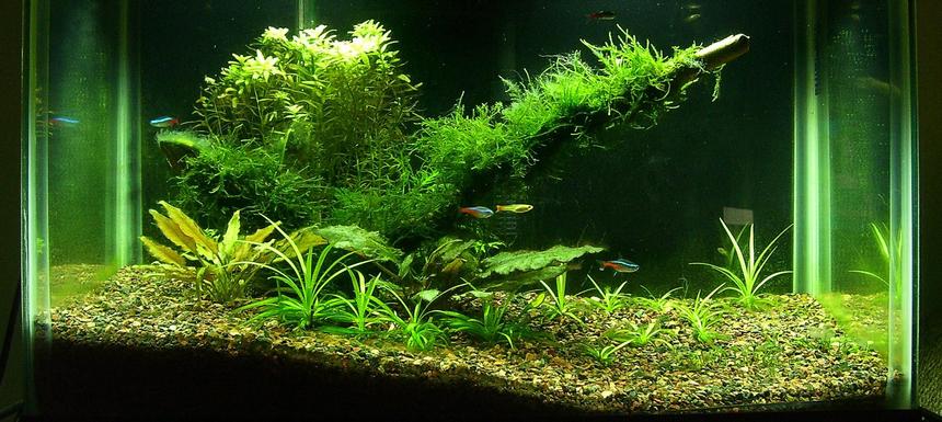 Rated #93: 10 Gallons Planted Tank - 10g Planted ReReReScape