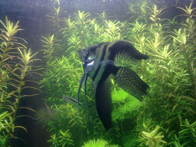 freshwater fish - pterophyllum scalare - half black angelfish stocking in 17 gallons tank - angel staring...