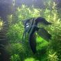 freshwater fish - pterophyllum scalare - half black angelfish stocking in 17 gallons tank - angel staring...