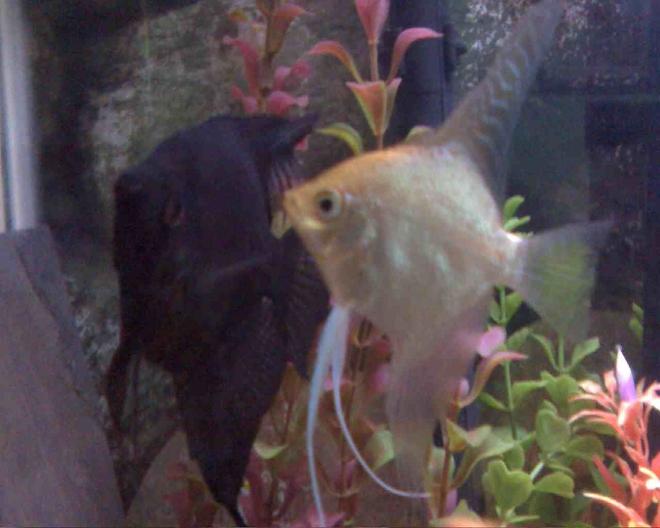 freshwater fish - pterophyllum sp. - gold veil angel stocking in 45 gallons tank - my first breeding pair!