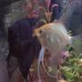 freshwater fish - pterophyllum sp. - gold veil angel stocking in 45 gallons tank - my first breeding pair!