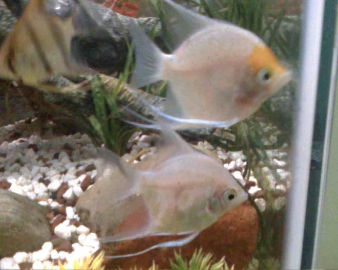 freshwater fish - pterophyllum sp. - gold veil angel stocking in 45 gallons tank - My second breeding pair!