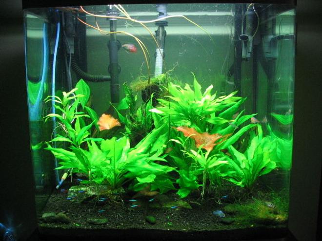 40 gallons planted tank (mostly live plants and fish) - Fluval Osaka 155