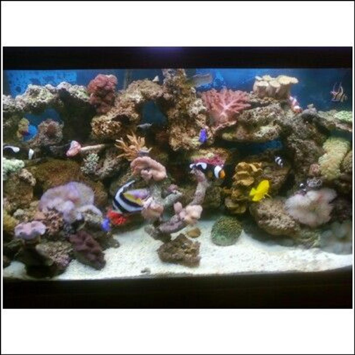 90 gallons reef tank (mostly live coral and fish) - 90 gal. reef