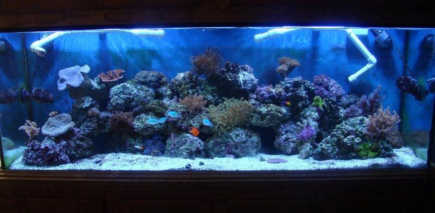 Rated #56: 130 Gallons Reef Tank - davids 130 gallon reef