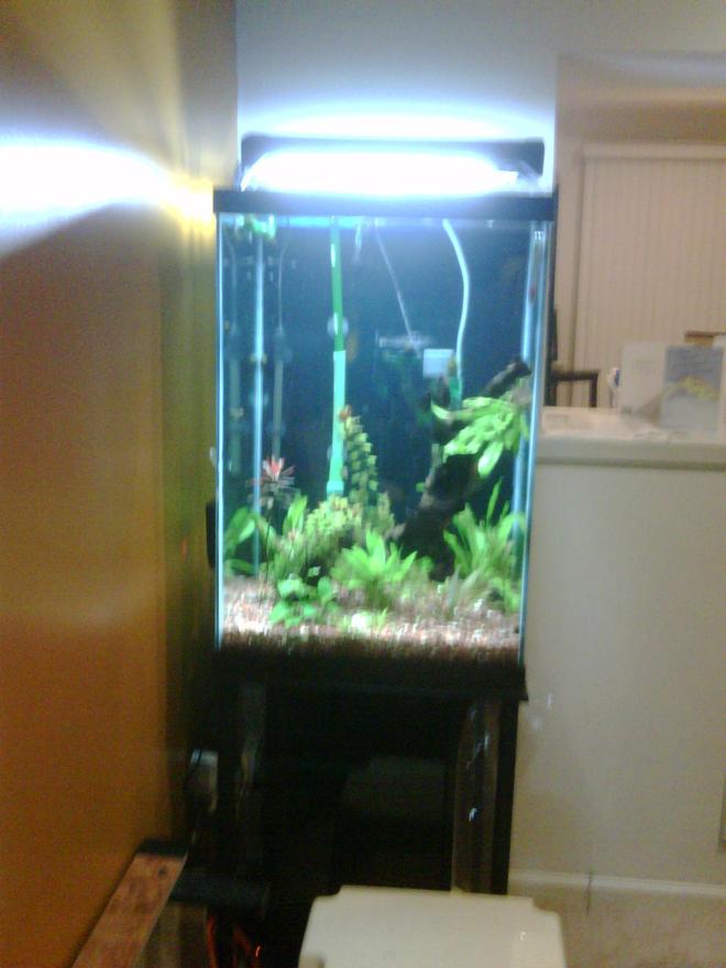 47 gallons planted tank (mostly live plants and fish) - 47G tall, planted about 1 month, not completed yet