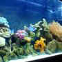 55 gallons reef tank (mostly live coral and fish) - MY 55 GALLON REEF TANK 4 MONTHS OLD, MUCH MORE ON THE WAY.