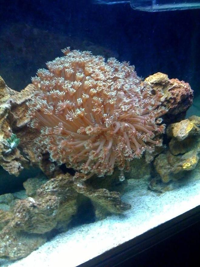 corals inverts - alveopora sp. - alveopora coral stocking in 55 gallons tank - FLOWER POT CORAL