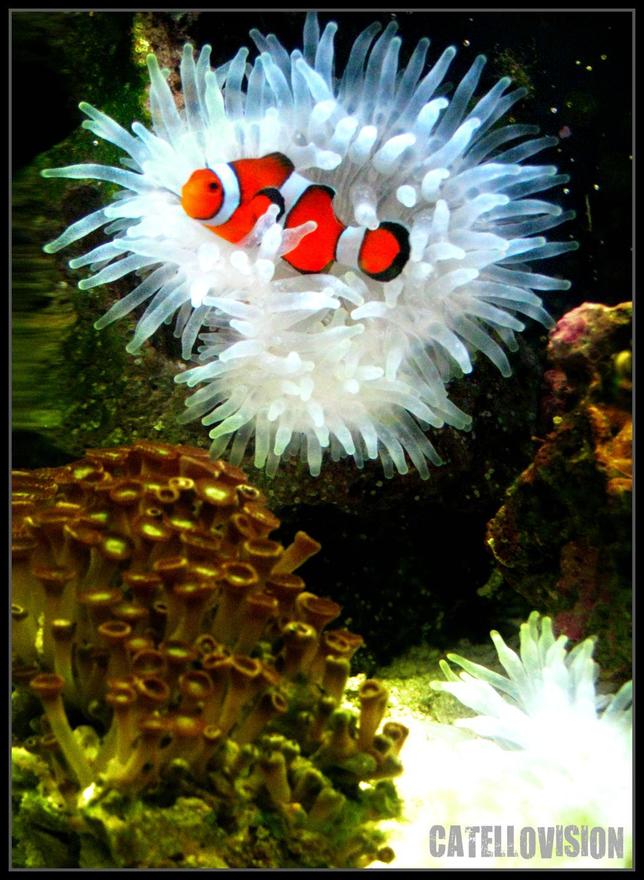 corals inverts - condylactis gigantea - condy anemone stocking in 8 gallons tank - My anenome obsessed clown fish!