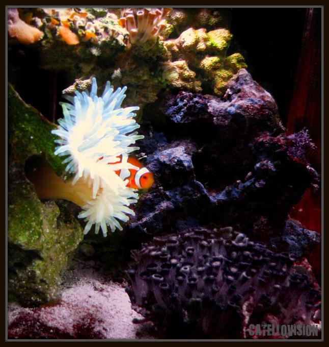 corals inverts - condylactis gigantea - condy anemone stocking in 8 gallons tank - just a good side photo of my 8 gallon bio-cube!