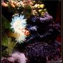 corals inverts - condylactis gigantea - condy anemone stocking in 8 gallons tank - just a good side photo of my 8 gallon bio-cube!