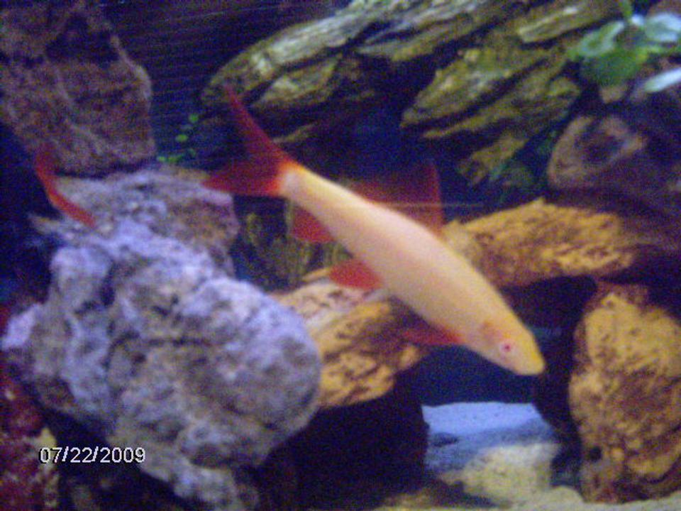 freshwater fish - epalzeorhynchos frenatus - albino rainbow shark stocking in 30 gallons tank - my big albino rainbow, i call him bud master