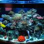 54 gallons reef tank (mostly live coral and fish) - 54 gal bowfront glass aquarium w/built in overflow