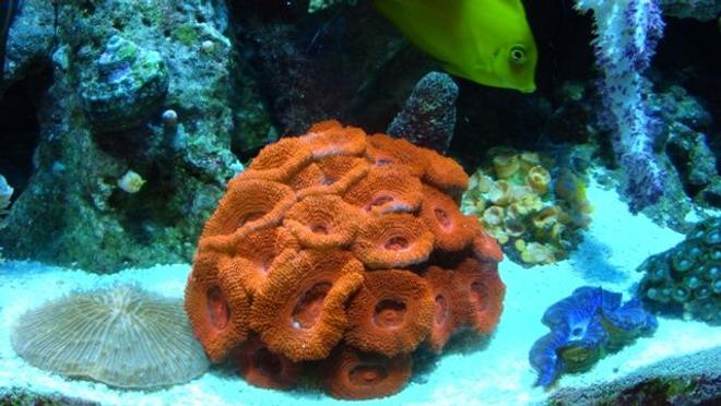 corals inverts - blood red australian acan stocking in 54 gallons tank - blood red acans 20 polyps