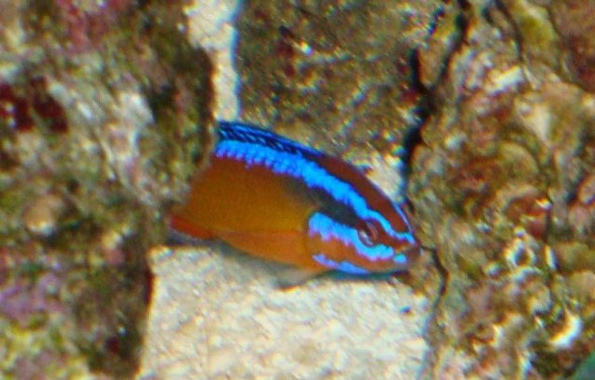 saltwater fish - pseudochromis aldabraensis - arabian pseudochromis stocking in 54 gallons tank - arabian psudeuochromes