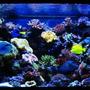 210 gallons reef tank (mostly live coral and fish) - 210 Gallon reef aquarium