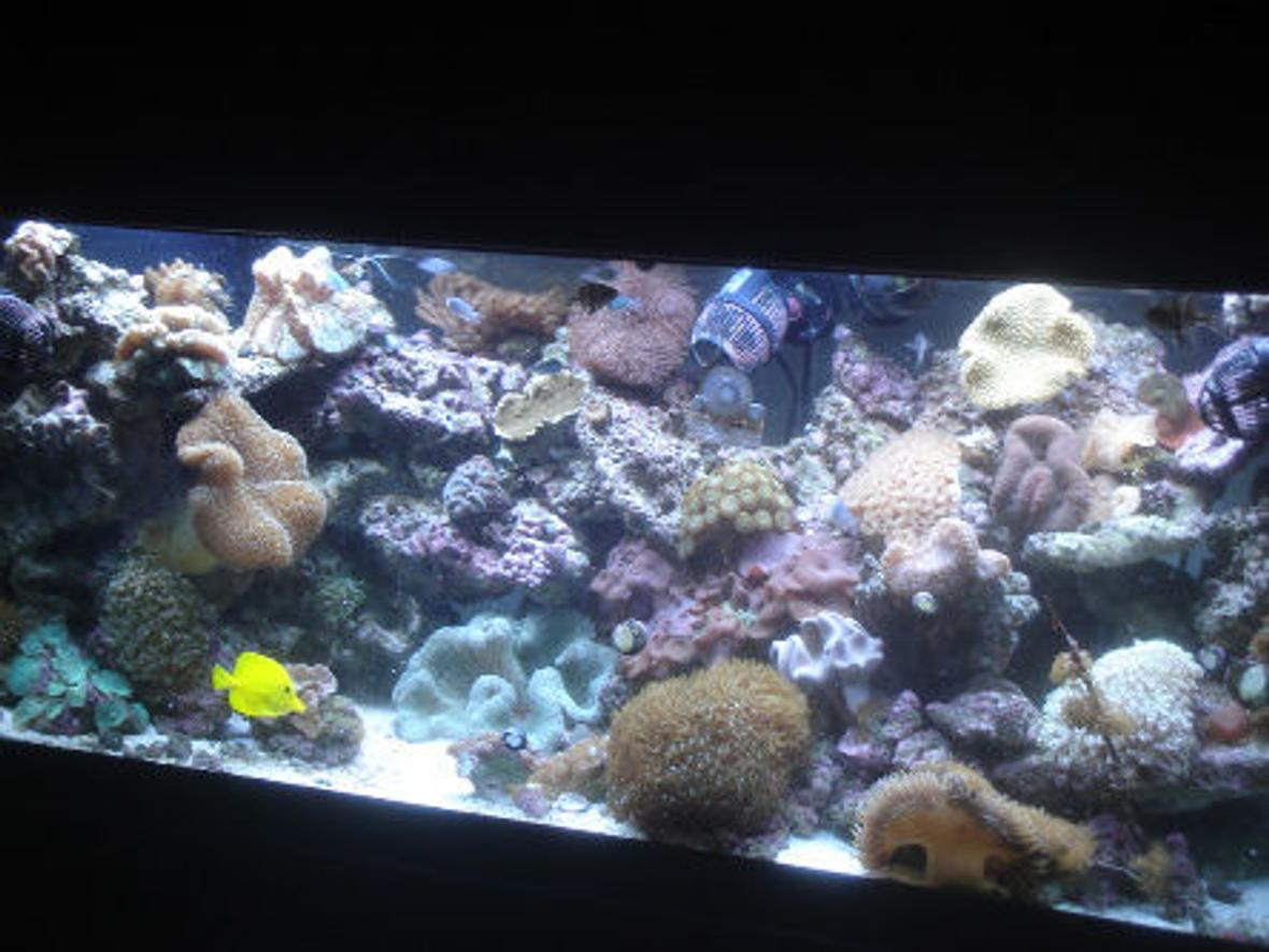 75 gallons reef tank (mostly live coral and fish) - I love my tanks