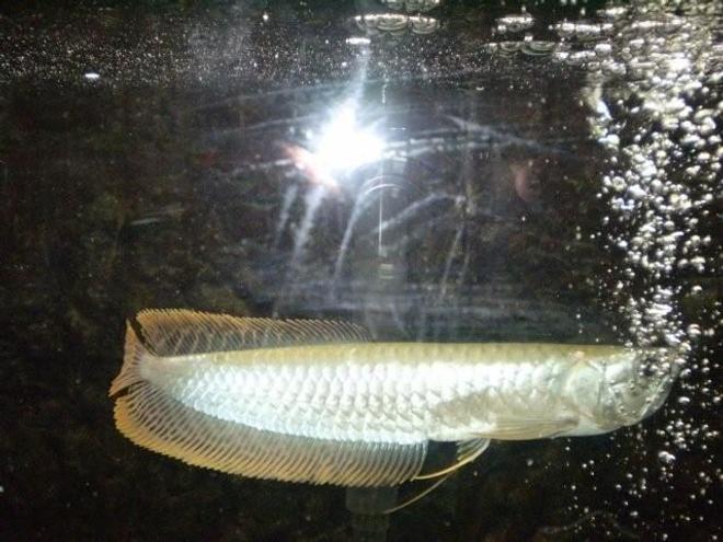 freshwater fish - osteoglossum bicirrhosum - silver arowana stocking in 55 gallons tank - king tut enjoying the bubbles