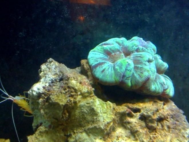 corals inverts - trachyphyllia radiata - brain coral stocking in 55 gallons tank - 11
