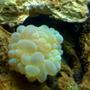 corals inverts - plerogyra sinuosa - bubble coral, green stocking in 55 gallons tank - 111