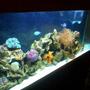 55 gallons reef tank (mostly live coral and fish) - 22