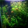 17 gallons planted tank (mostly live plants and fish) - overview