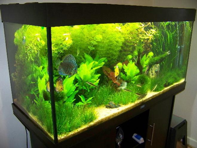 300 gallons planted tank (mostly live plants and fish) - planted tank 6 months