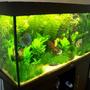 300 gallons planted tank (mostly live plants and fish) - planted tank 6 months