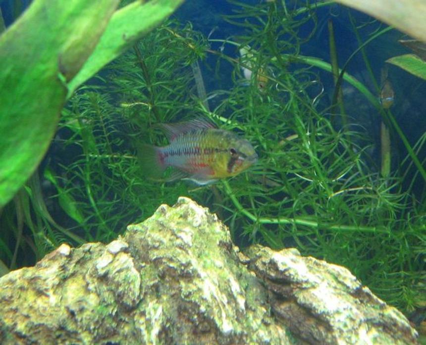 Rated #1312: Freshwater Fish - Apistogramma Hongsloi Stocking In 40 Gallons Tank - my hongsolei