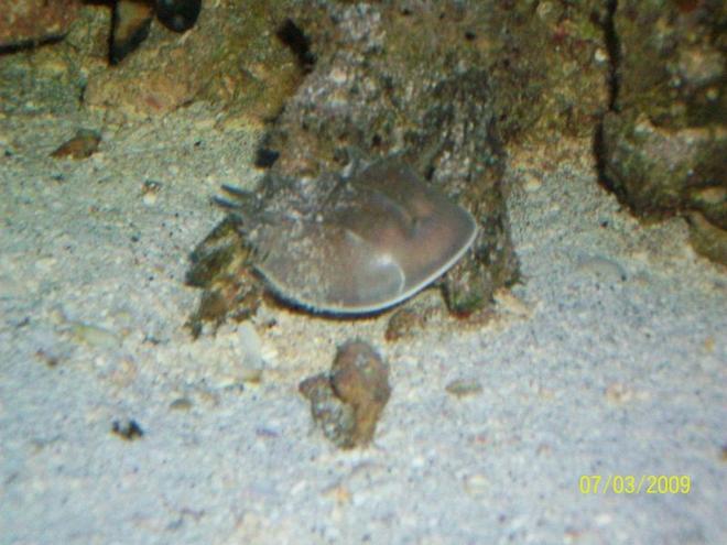 corals inverts - limulus polyphemus - horseshoe crab stocking in 155 gallons tank - horshoe crab
