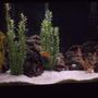 fish tank picture - malawi